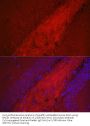 Beta-Secretase 1 (BACE1) Antibody