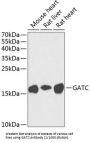 Glutamyl-tRNA(Gln) Amidotransferase Subunit C, Mitochondrial (GATC) Antibody