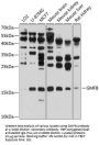 Glia Maturation Factor Beta (GMFB) Antibody