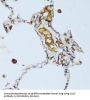 Complement Component 1q Subcomponent C (C1qC) Antibody