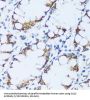 Complement Component 1q Subcomponent C (C1qC) Antibody