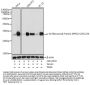 RPS6 (pS235 / 236) Antibody