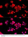 Eukaryotic Translation Initiation Factor 3 Subunit J (EIF3J) Antibody