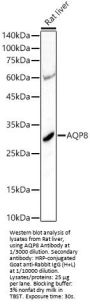 Aquaporin 8 (AQP8) Antibody