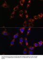 Aquaporin 8 (AQP8) Antibody