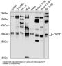 CCR4-NOT Transcription Complex Subunit 7 (CNOT7) Antibody
