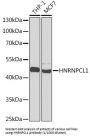 Heterogeneous Nuclear Ribonucleoprotein C-Like 1 (HNRNPCL1) Antibody