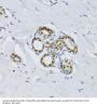 BRCA2 And CDKN1A-Interacting Protein (BCCIP) Antibody