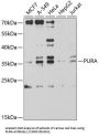 Purine Rich Element Binding Protein A (PURA) Antibody