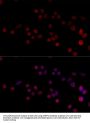 Heterogeneous Nuclear Ribonucleoprotein H3 (HNRNPH3) Antibody
