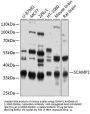 Secretory Carrier-Associated Membrane Protein 1 (SCAMP1) Antibody