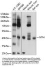 Neurotrimin (NTM) Antibody