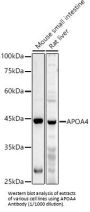 Apolipoprotein A4 (APOA4) Antibody