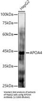 Apolipoprotein A4 (APOA4) Antibody