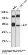 Activity-Regulated Cytoskeleton-Associated Protein (ARC) Antibody