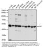 GDP Dissociation Inhibitor 2 (GDI2) Antibody