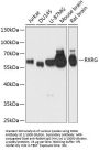 Retinoic Acid Receptor RXR-Gamma (RXRG) Antibody