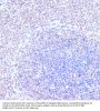 Retinoic Acid Receptor RXR-Gamma (RXRG) Antibody