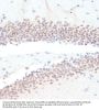 Retinoic Acid Receptor RXR-Gamma (RXRG) Antibody