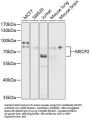 Methyl-CpG Binding Protein 2 (MECP2) Antibody