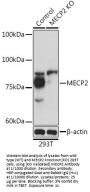 Methyl-CpG Binding Protein 2 (MECP2) Antibody