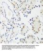 Methyl-CpG Binding Protein 2 (MECP2) Antibody