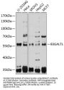 Beta-1,3-Glucosyltransferase (B3GALTL) Antibody