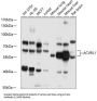Serine/threonine-Protein Kinase Receptor R3 (ACVRL1) Antibody