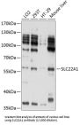 Solute Carrier Family 22 Member 1 (SLC22A1) Antibody