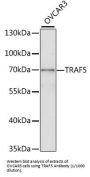 TNF Receptor-Associated Factor 5 (TRAF5) Antibody