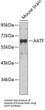 Apoptosis Antagonizing Transcription Factor (AATF) Antibody