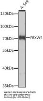 F-Box And WD Repeat Domain Containing 5 (FBXW5) Antibody