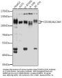 Activated Leukocyte Cell Adhesion Molecule / CD166 (ALCAM) Antibody