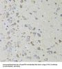 Apoptosis-Inducing Factor 3 (AIFM3) Antibody