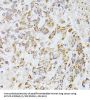 Apoptosis-Inducing Factor 3 (AIFM3) Antibody