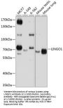 Leucine-Rich Repeat Neuronal Protein 1 (LINGO1) Antibody