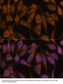 Ubiquilin-2 (UBQLN2) Antibody