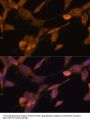 Ubiquilin-2 (UBQLN2) Antibody