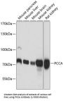 Propionyl-CoA Carboxylase Alpha Subunit (PCCA) Antibody