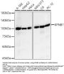 Importin Subunit Beta-1 (KPNB1) Antibody