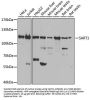 U4/U6.U5 Tri-SnRNP-Associated Protein 1 (SART1) Antibody