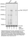 PTK2 (pT576 / 577) Antibody