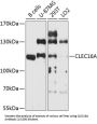 C-Type Lectin Domain Containing 16A (CLEC16A) Antibody
