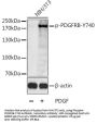 PDGFRb (pT740) Antibody