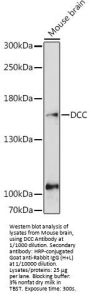 Netrin Receptor DCC (DCC) Antibody