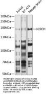 Nischarin (NISCH) Antibody