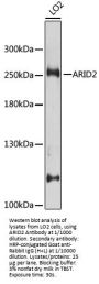 AT-Rich Interactive Domain-Containing Protein 2 (ARID2) Antibody