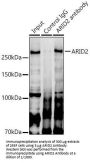 AT-Rich Interactive Domain-Containing Protein 2 (ARID2) Antibody