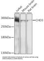 Chromodomain Helicase DNA Binding Protein 3 (CHD3) Antibody