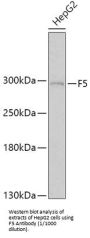 Coagulation Factor V (F5) Antibody